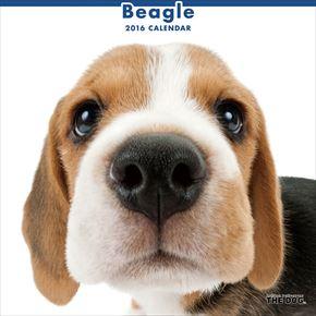 良書網 Beagle 2016 年曆 出版社: Try-X Code/ISBN: CL1104