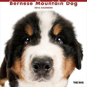 Bernese Mountain Dog 2016 年曆