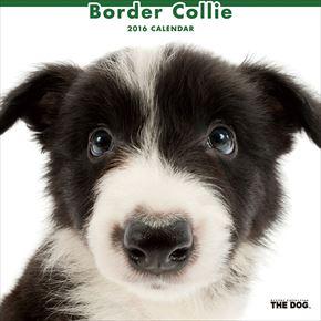 Border Collie 2016 年曆