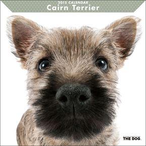 Cairn Terrier 2016 年曆
