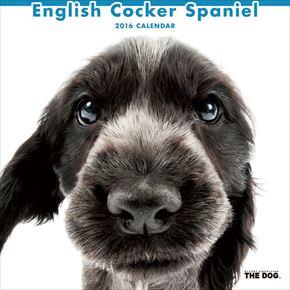 English Cocker Spaniel 2016 年曆