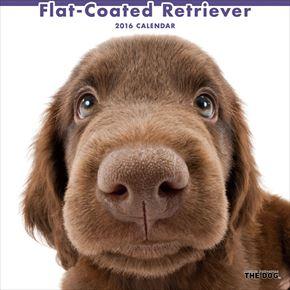 良書網 Flat Coated Retriever 2016 年曆 出版社: Try-X Code/ISBN: CL1118