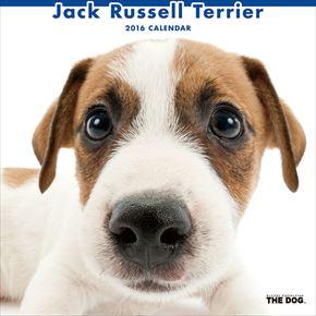 Jack Russell Terrier 2016 年曆