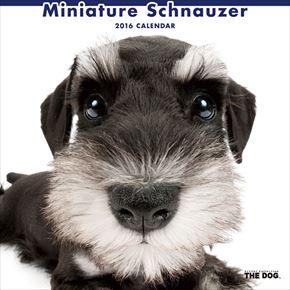 良書網 Miniature Schnauzer 2016 年曆 出版社: Try-X Code/ISBN: CL1127