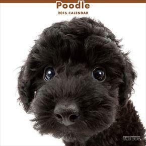 良書網 Poodle 2016 年曆 出版社: Try-X Code/ISBN: CL1131
