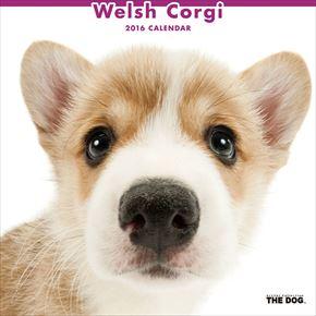 Welsh Corgi 2016 年曆