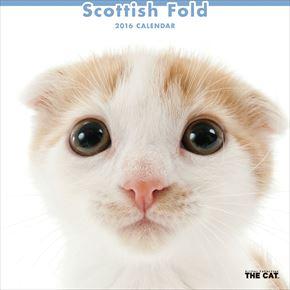 Scottish Fold 2016 年曆