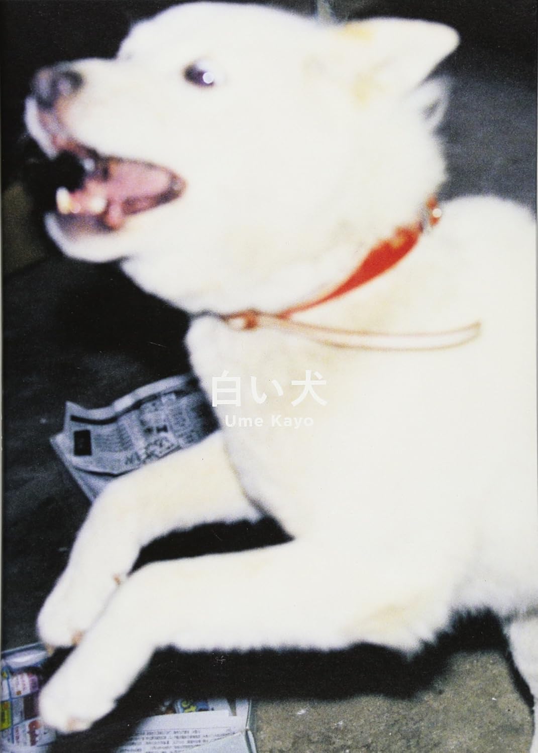 9784103336822 白い犬